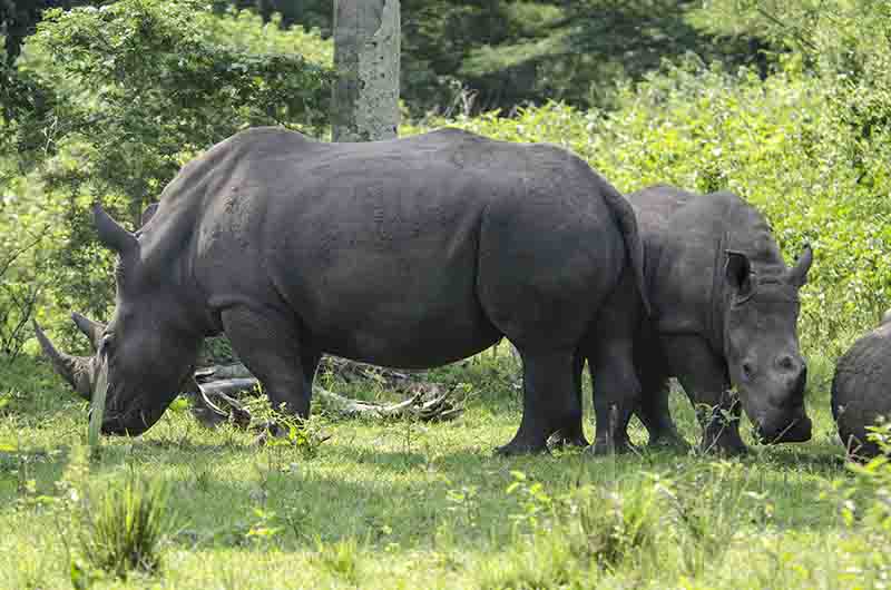 Rinoceronte Blanco - reserva de Ziwa - Uganda 11.jpg